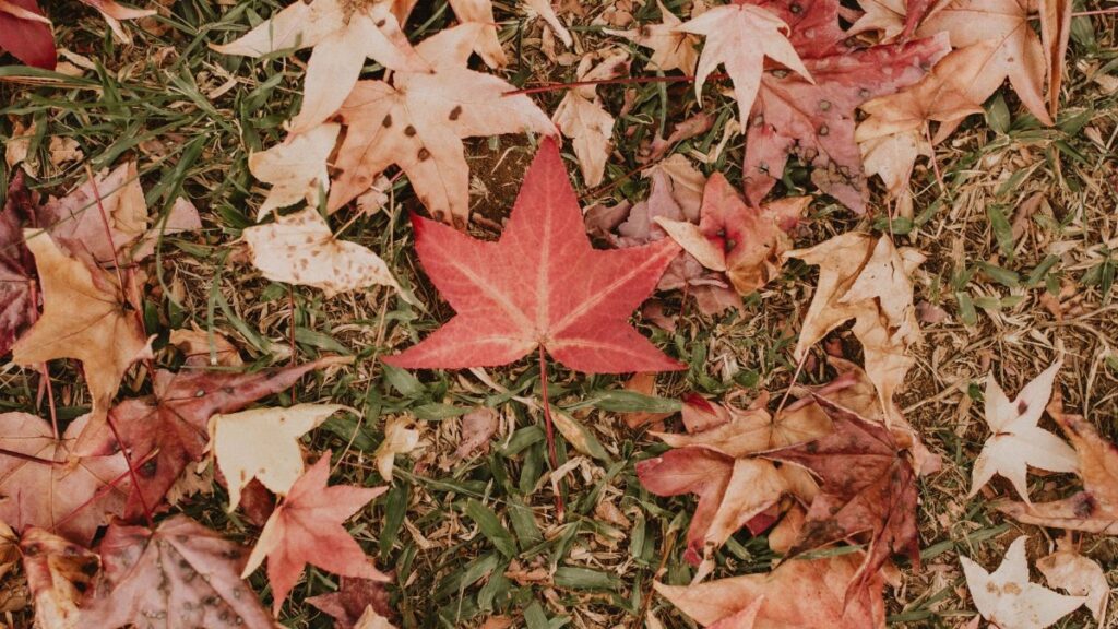 Colorful autumn leaves scattered on grassy ground, showcasing fall beauty.