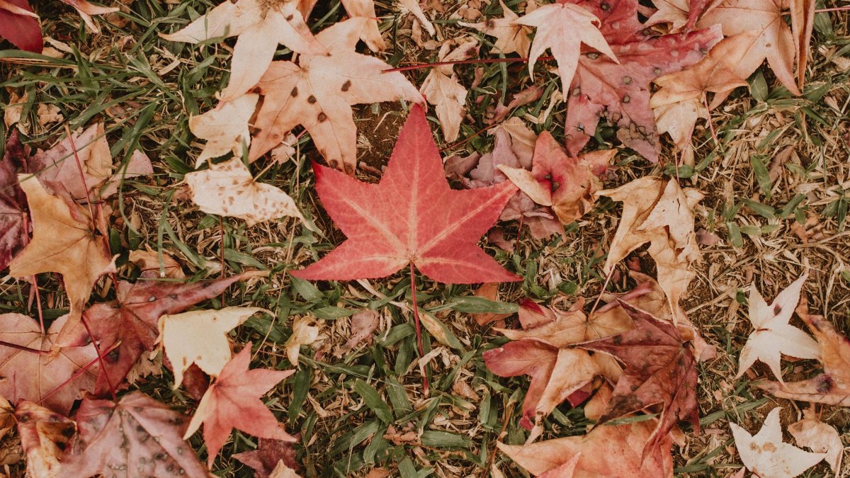 Colorful autumn leaves scattered on grassy ground, showcasing fall beauty.