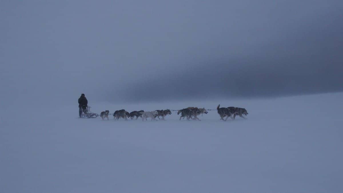 Explore the icy wilderness of Russia with a dog sled team navigating through the frozen landscape.