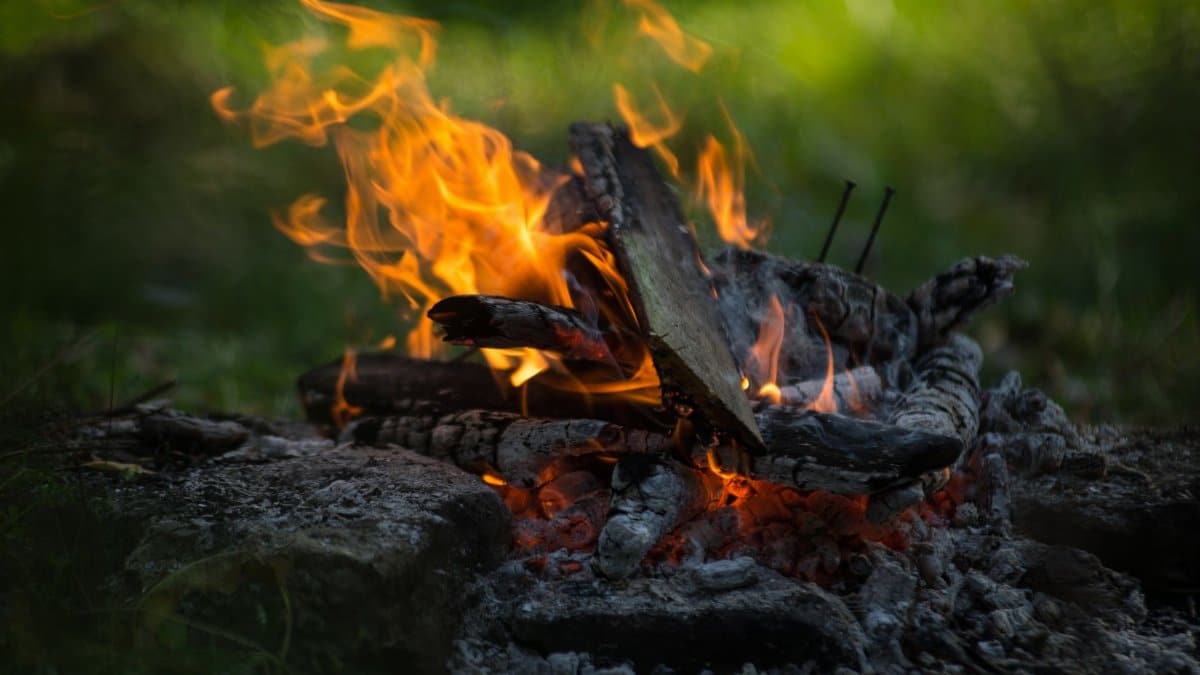 A vibrant campfire burning outdoors surrounded by green foliage, perfect for camping or wilderness scenes.