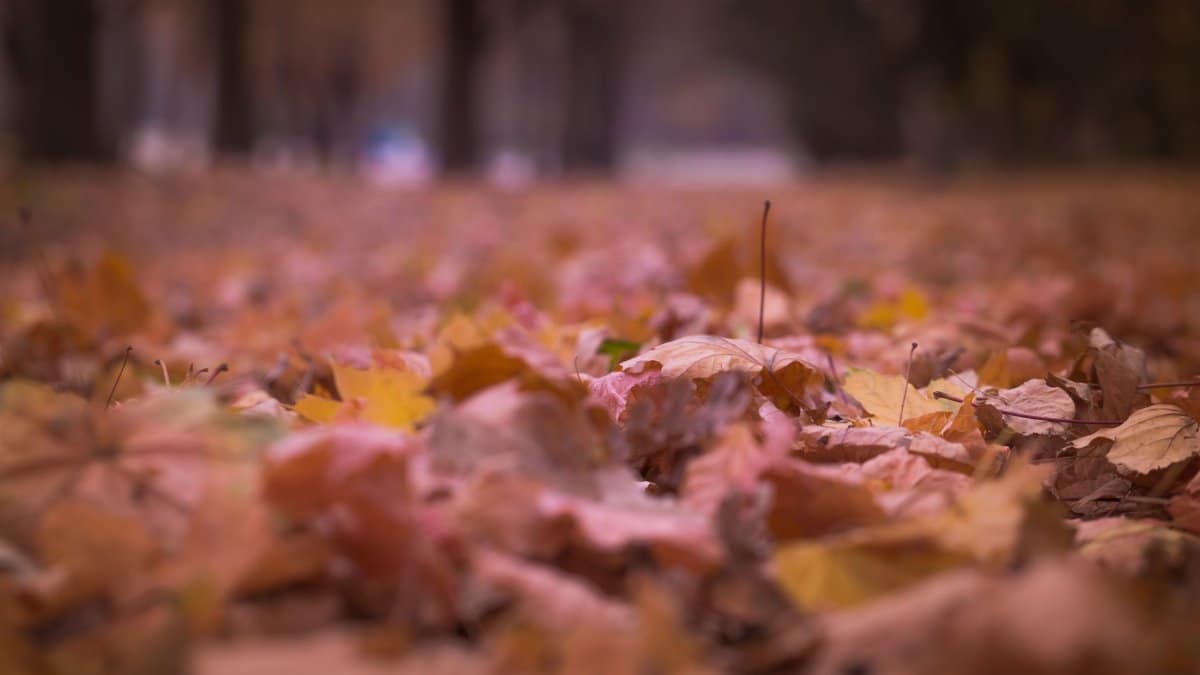 A close-up of colorful autumn leaves covering the forest floor during fall season.