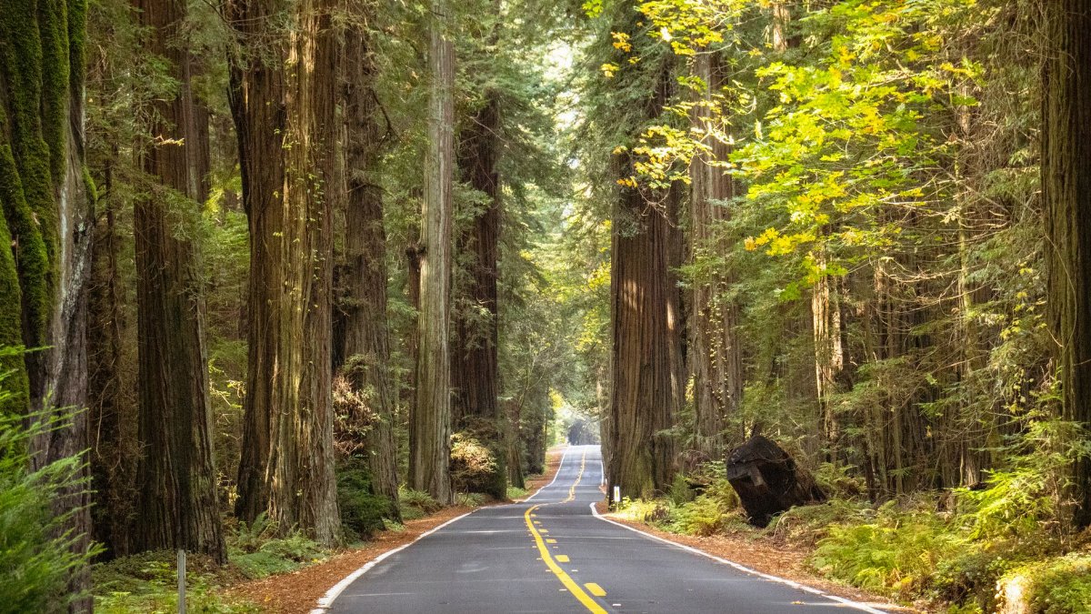 A peaceful road winding through the towering redwood forest in California, USA.