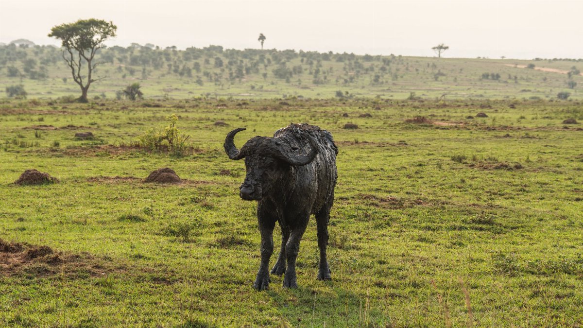 A lone African Cape buffalo in the savannah landscape, surrounded by lush greenery and scattered trees.