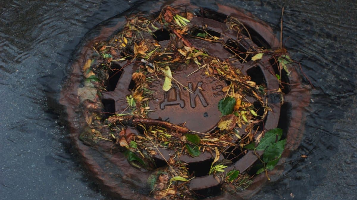 Close-up of a storm drain covered with leaves and debris during rainfall.
