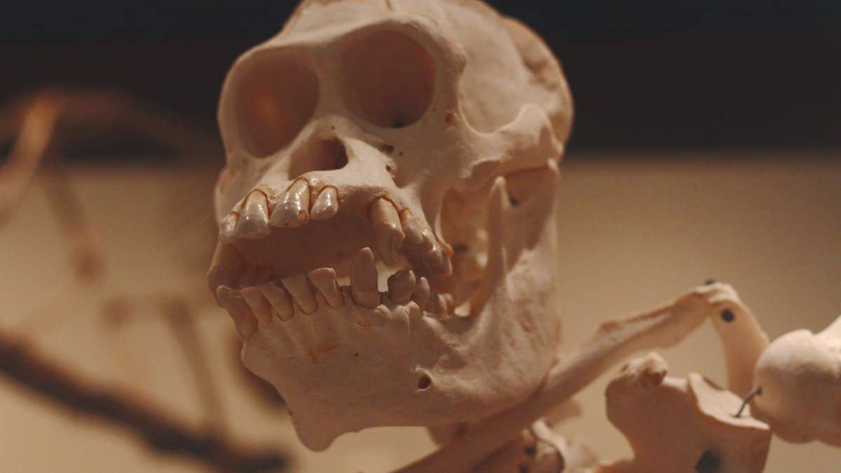 A detailed close-up of a monkey skull in a museum exhibit showcasing its anatomical features.