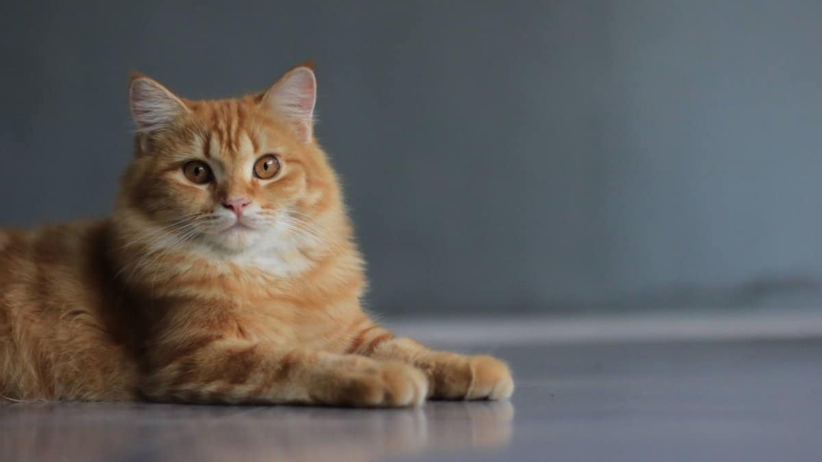An orange tabby cat lies comfortably on a white surface with a serene expression.