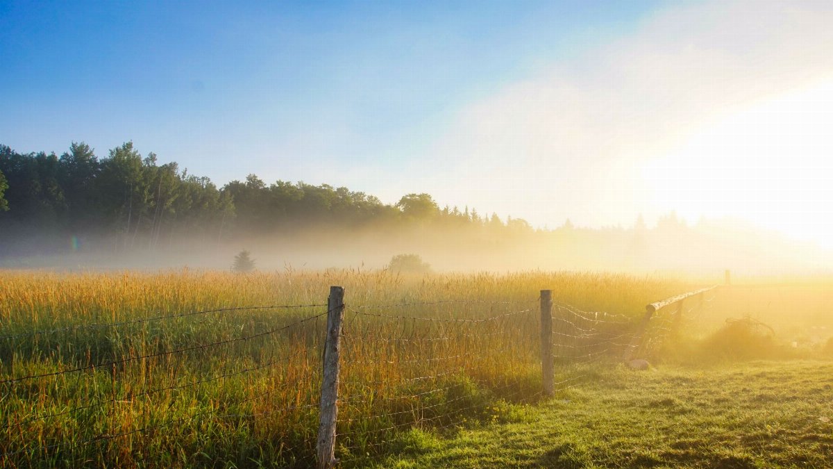 A peaceful countryside scene with fog over a grassy field and fence, bathed in morning sunlight.