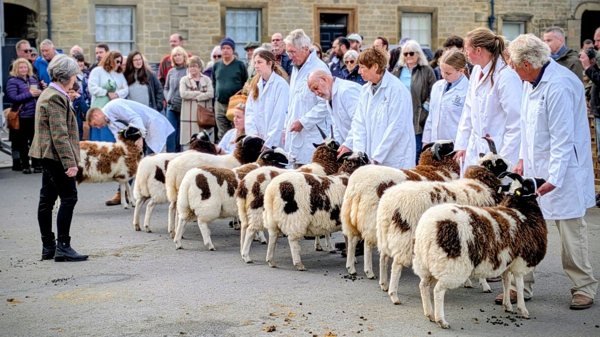 Judges evaluating Jacob sheep at the annual Masham Sheep Fair, England.