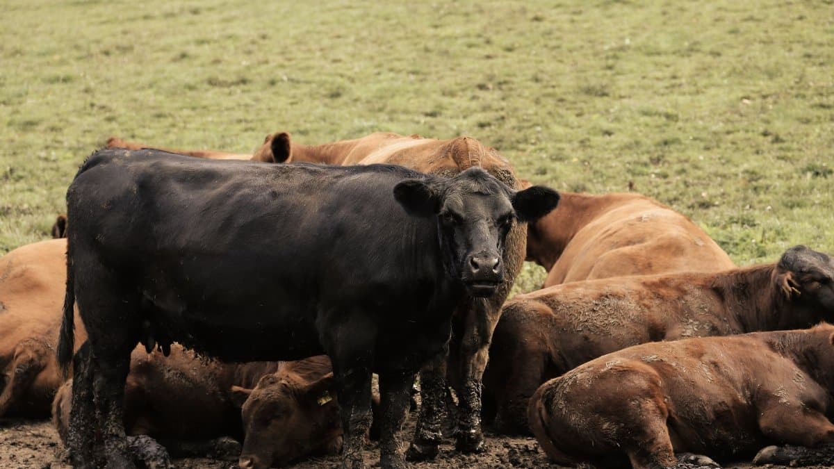 A group of cattle resting in a rural meadow, capturing the essence of pastoral life.