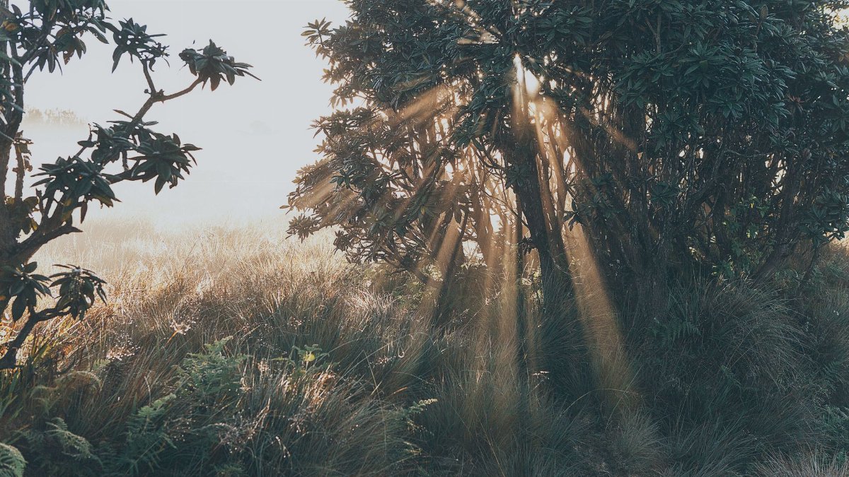 Scenic view of sunlight streaming through trees in Horton Plains, Sri Lanka, capturing the serene early morning atmosphere.