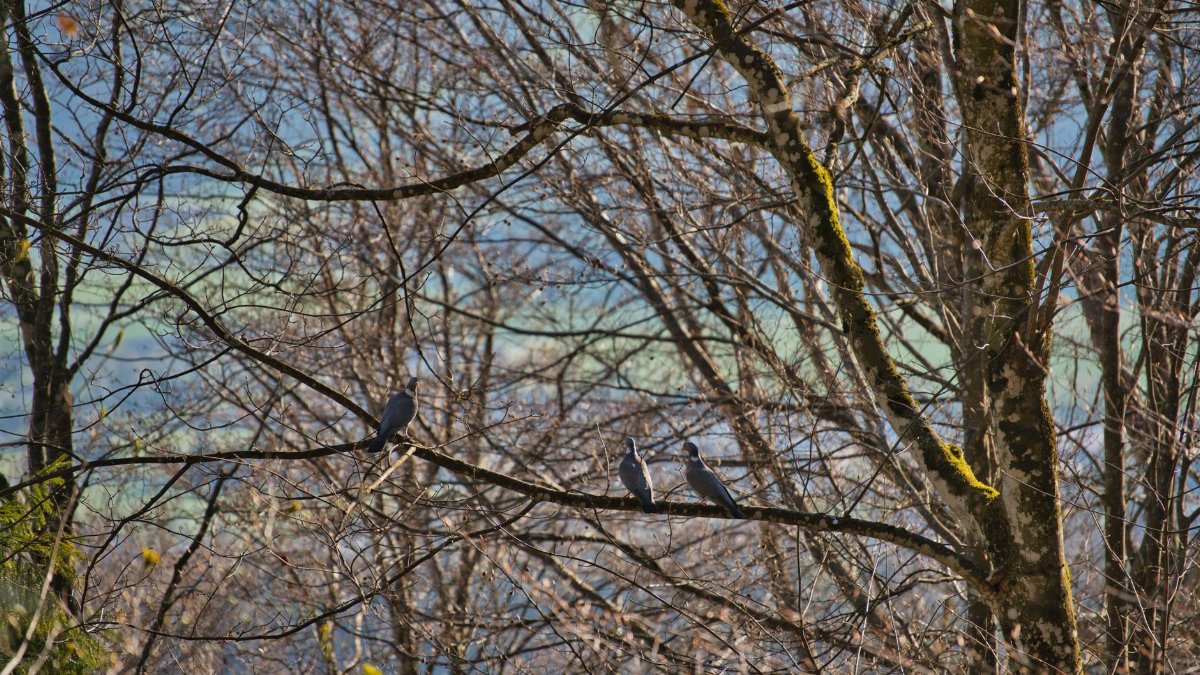 Three birds perched on bare winter tree branches with a serene natural background.