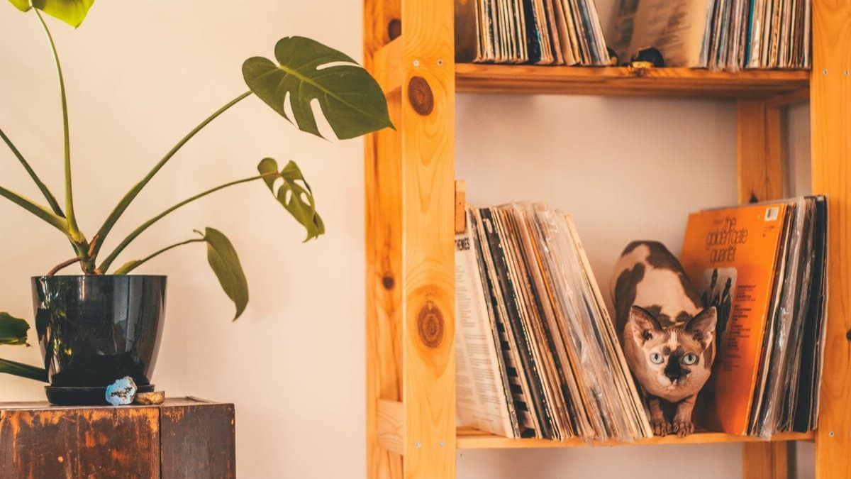 A cat nestled among vinyl records on wooden shelves beside a potted plant indoors.