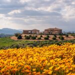 Discover a vibrant landscape in Redlands, CA, with a hillside house surrounded by a vibrant flower bloom.