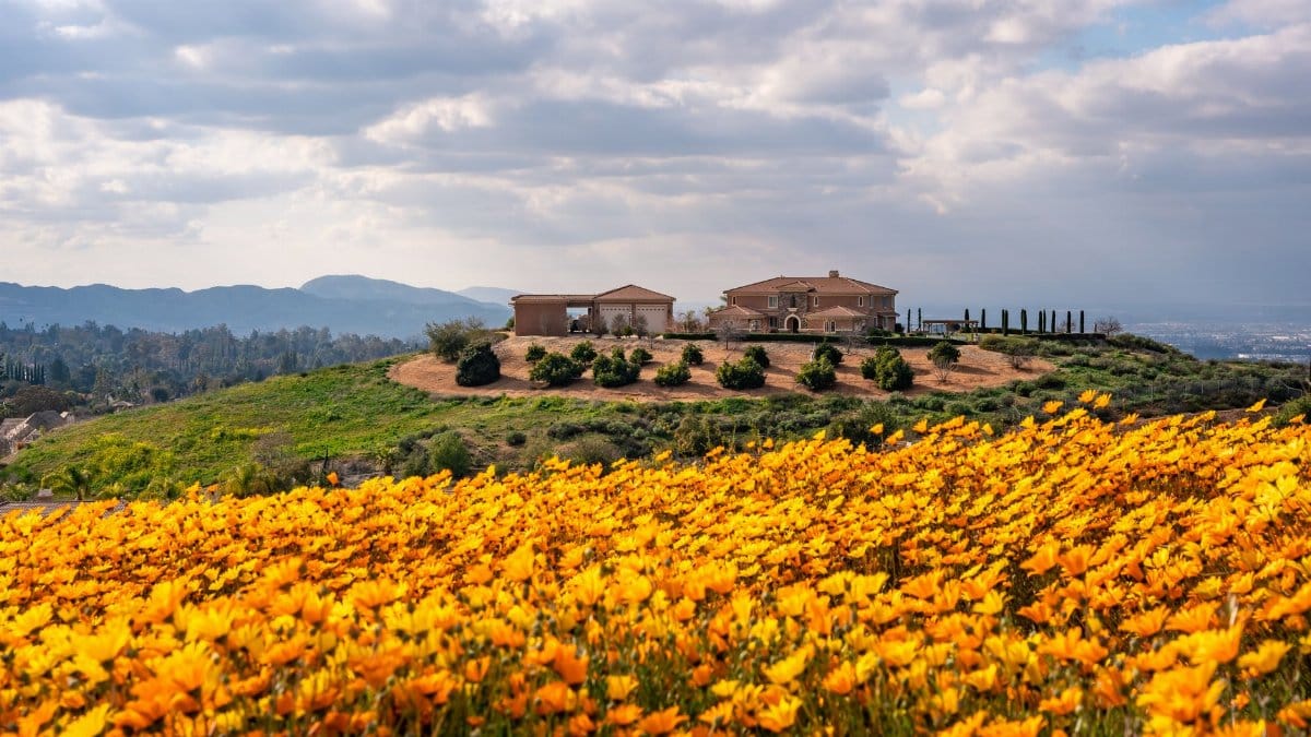Discover a vibrant landscape in Redlands, CA, with a hillside house surrounded by a vibrant flower bloom.