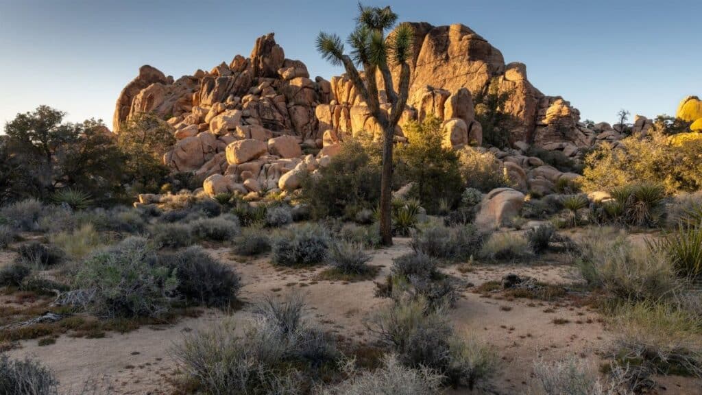 Sunset view of rocky landscape with Joshua trees in Joshua Tree National Park.