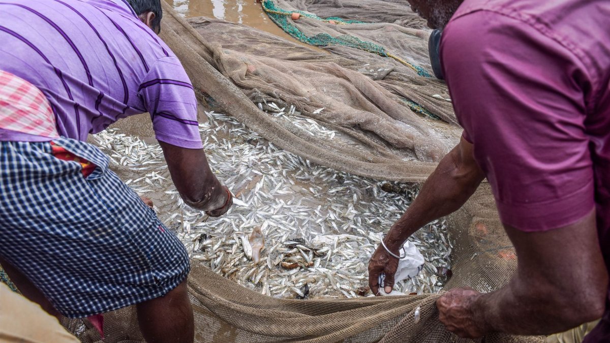 Fishermen sorting fresh fish from nets on a busy Digha coastline.