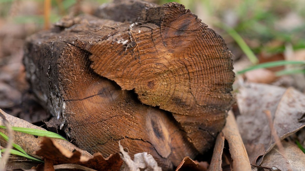Detailed close-up of a cut tree trunk showing annual rings, surrounded by fallen leaves.