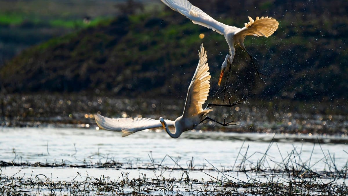 Two egrets engage in a stunning mid-flight confrontation over a tranquil water body.