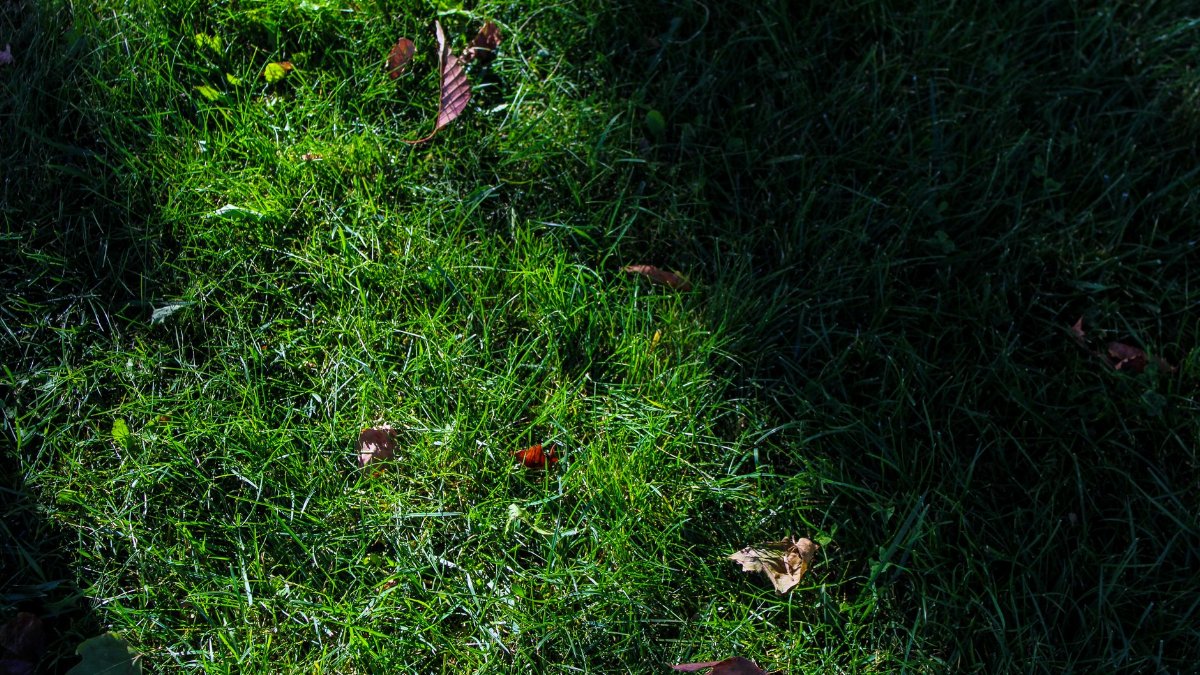 A patch of vibrant green grass scattered with fallen autumn leaves in sunlight.