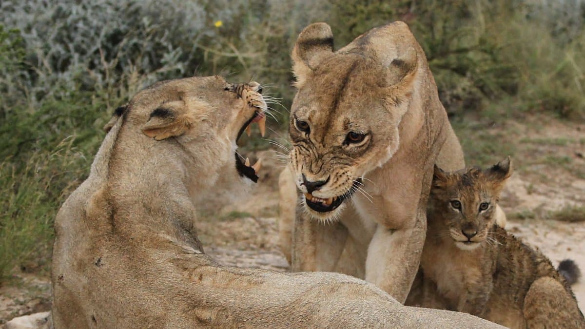 Close-up of African lions interacting in a natural setting, showcasing family dynamics.