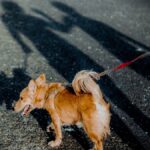 A cute brown dog on a leash walks on sunny pavement casting shadows.