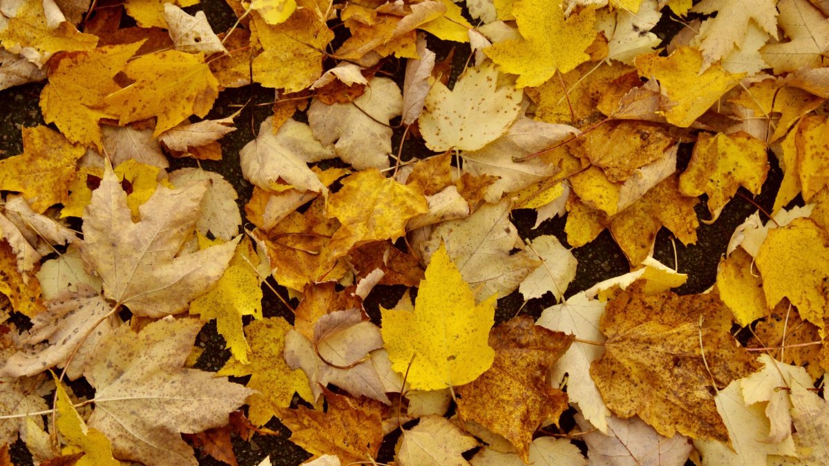 Colorful autumn leaves covering the ground, showcasing nature's seasonal transition.