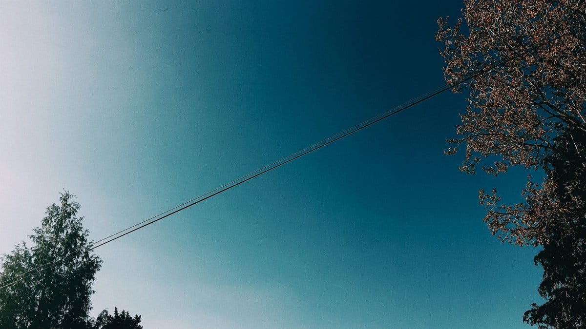 Low angle of tall green trees with leaves growing near electrical wires under blue cloudless sky in summer day in nature