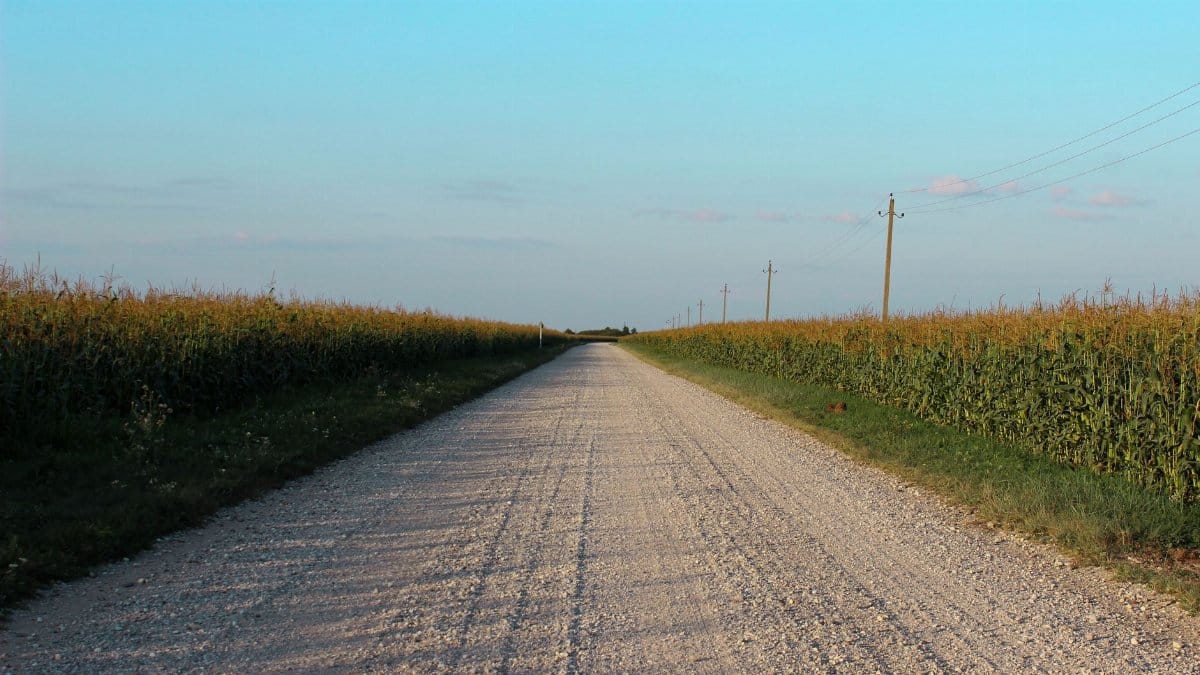 A long gravel road runs through lush cornfields under a clear blue sky on a summer day.