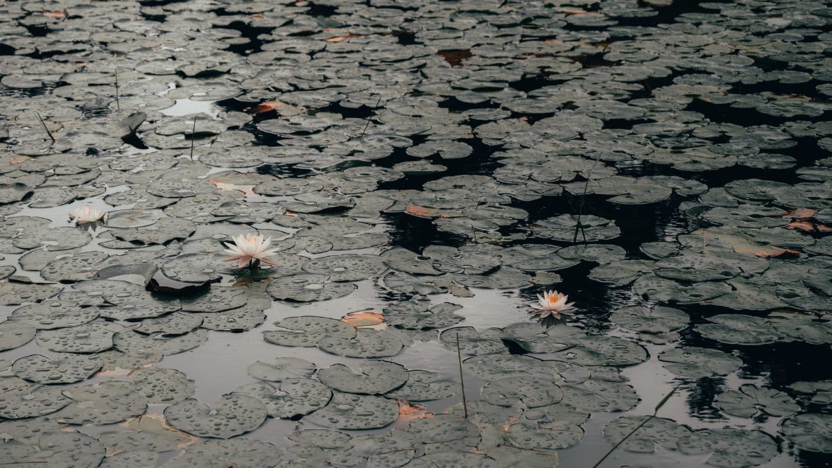 A tranquil scene of lily pads and water lilies floating on a still pond surface, evoking peace and nature's beauty.