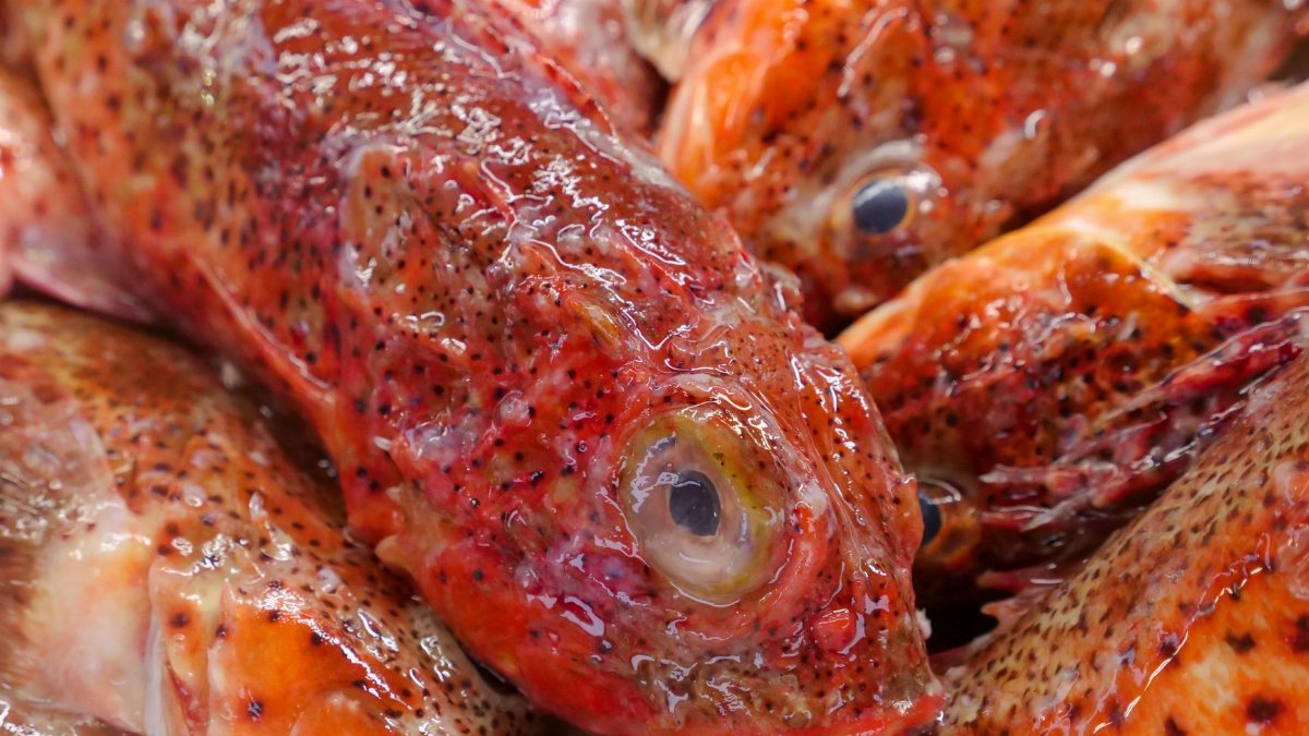 Detailed view of fresh red snapper fish on display at a seafood market.