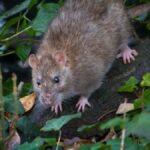 Close-up of a brown rat in a forest setting, surrounded by foliage and leaves.