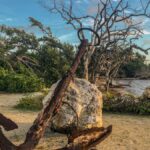 A rusty anchor sits by the shore with bare trees and rocks in Islamorada, FL.