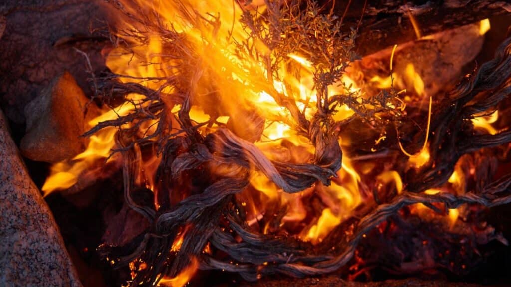 Close-up of a blazing campfire at night with vibrant flames and burning wood.