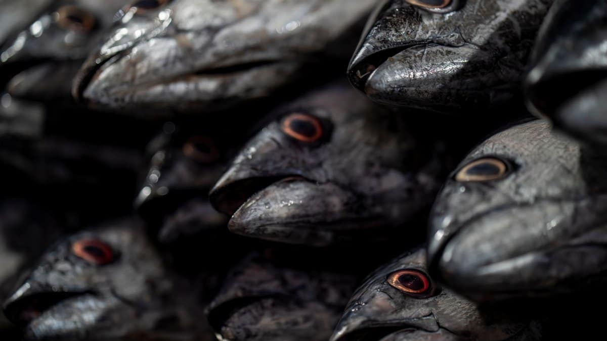 Close-up of fish heads at a seafood market in Bandar Abbas, Iran.