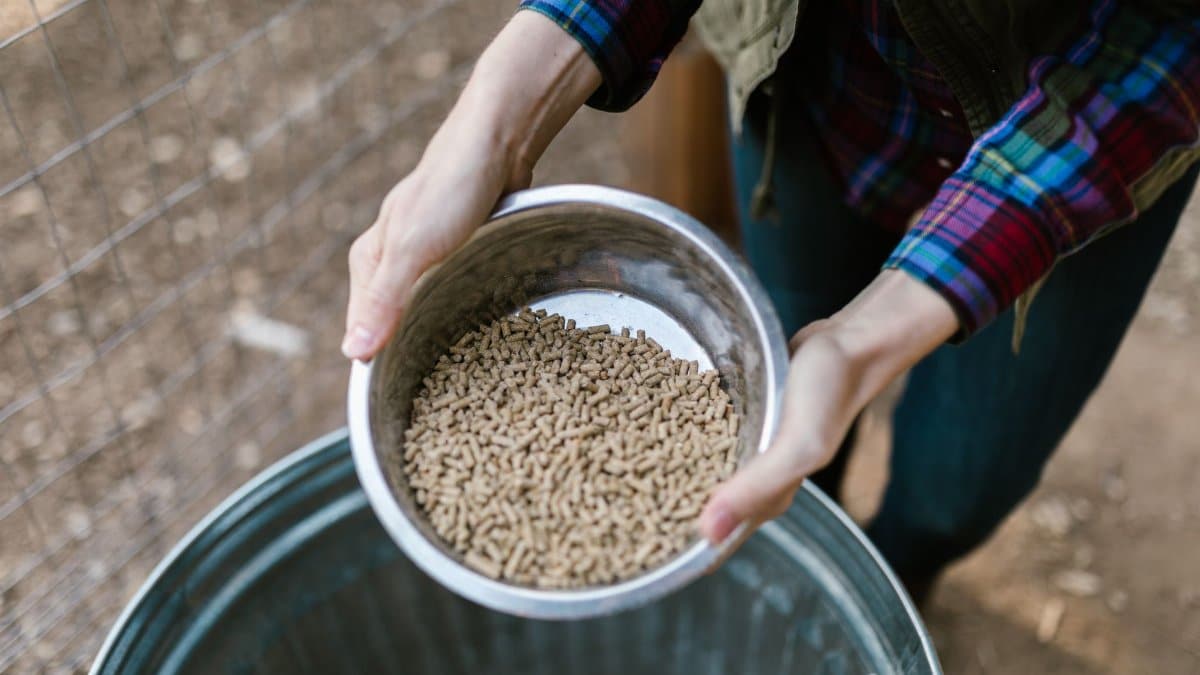 Hands holding a stainless steel bowl filled with pet food pellets, captured outdoors with a soft focus background.