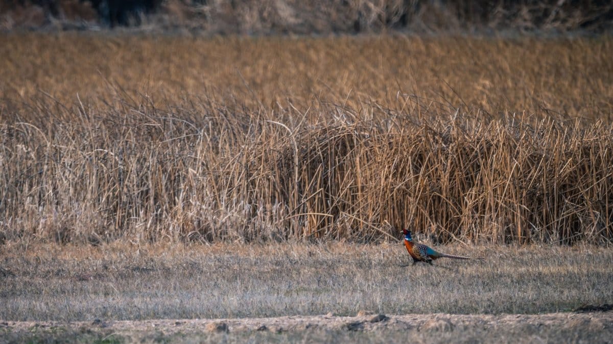 A colorful pheasant standing in an open grass field during dusk.