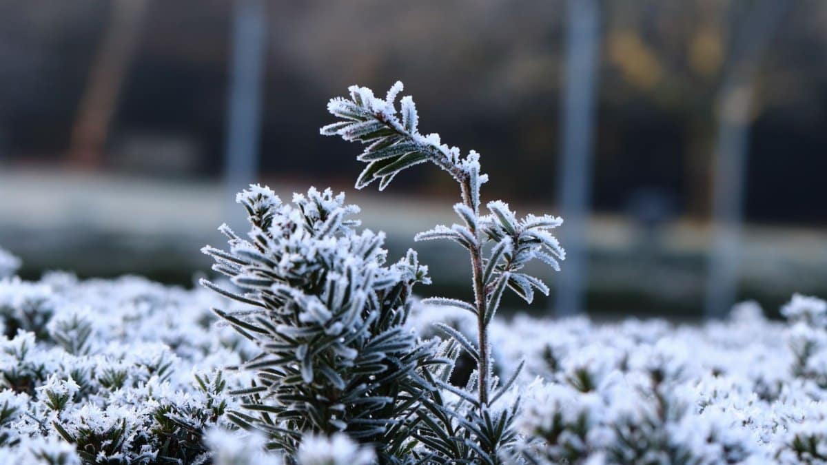 Close-up of a frost-covered plant in a wintry landscape, capturing the essence of winter's chill.