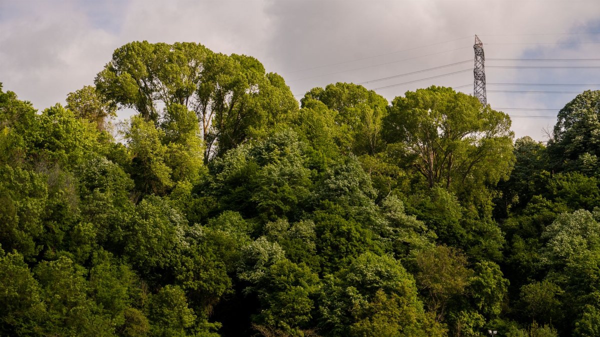A vibrant forest with lush green trees under a cloudy sky, featuring visible power lines.