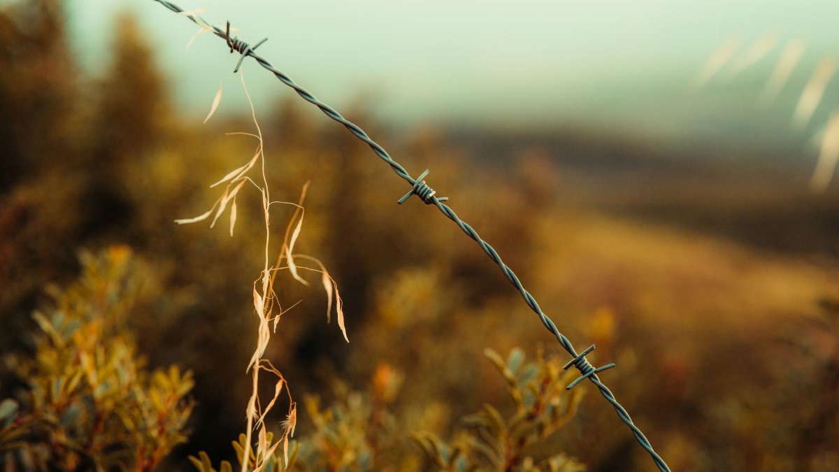 Close-up of barbed wire against a blurred backdrop of grass and foliage in serene natural light.