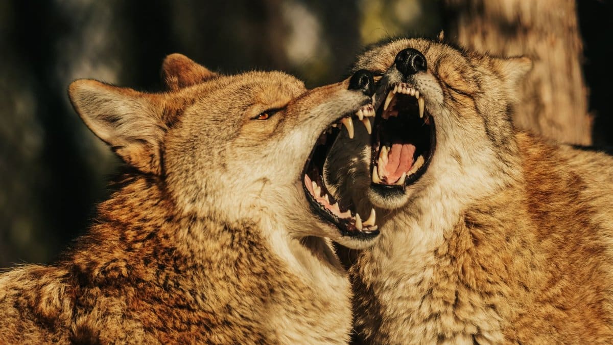 Close-up of two coyotes with open mouths engaged in a playful but fierce interaction outdoors.