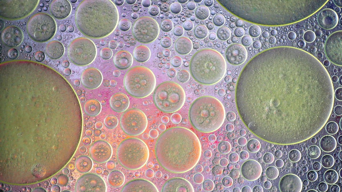 Abstract close-up of colorful oil and water bubbles creating a unique pattern.