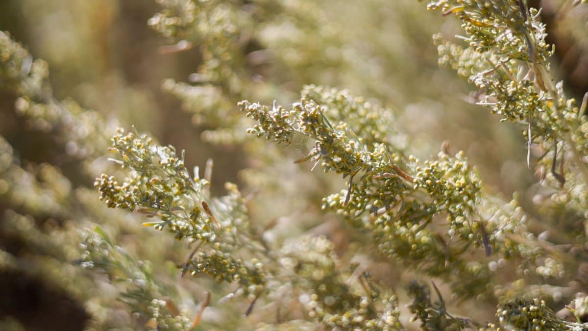 Detailed close-up of green sagebrush branches under natural sunlight, exhibiting a soft and warm appearance.