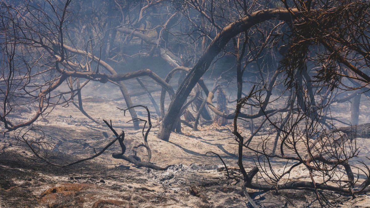 Captured aftermath of a forest fire with charred trees and ash-covered ground, highlighting nature's vulnerability.