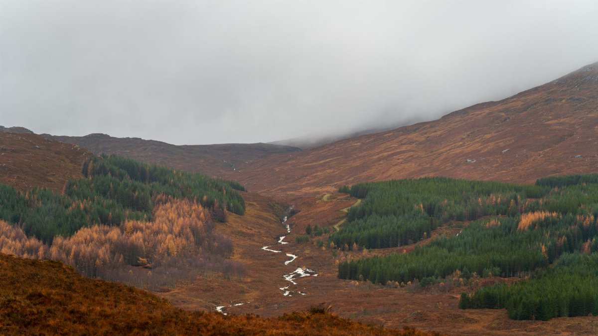 Serene autumn landscape with misty hills and vibrant pine forest.