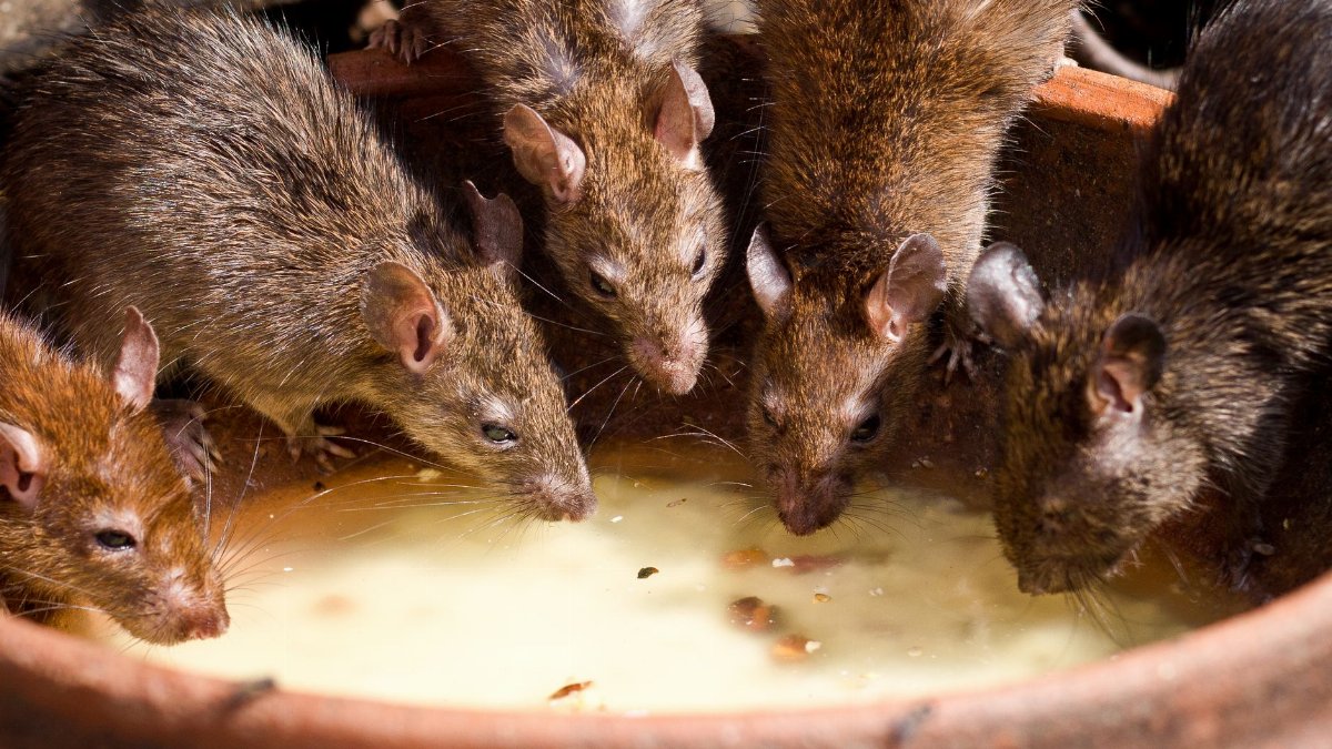A group of brown rats drinking milk from a bowl outdoors in natural light.