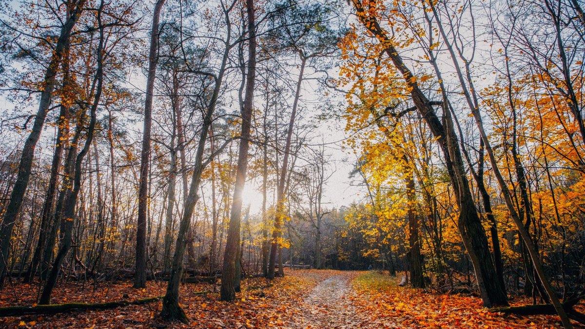 Explore the tranquil autumn vibes of a forest path in Bieniszew, Poland, with vibrant fall colors.