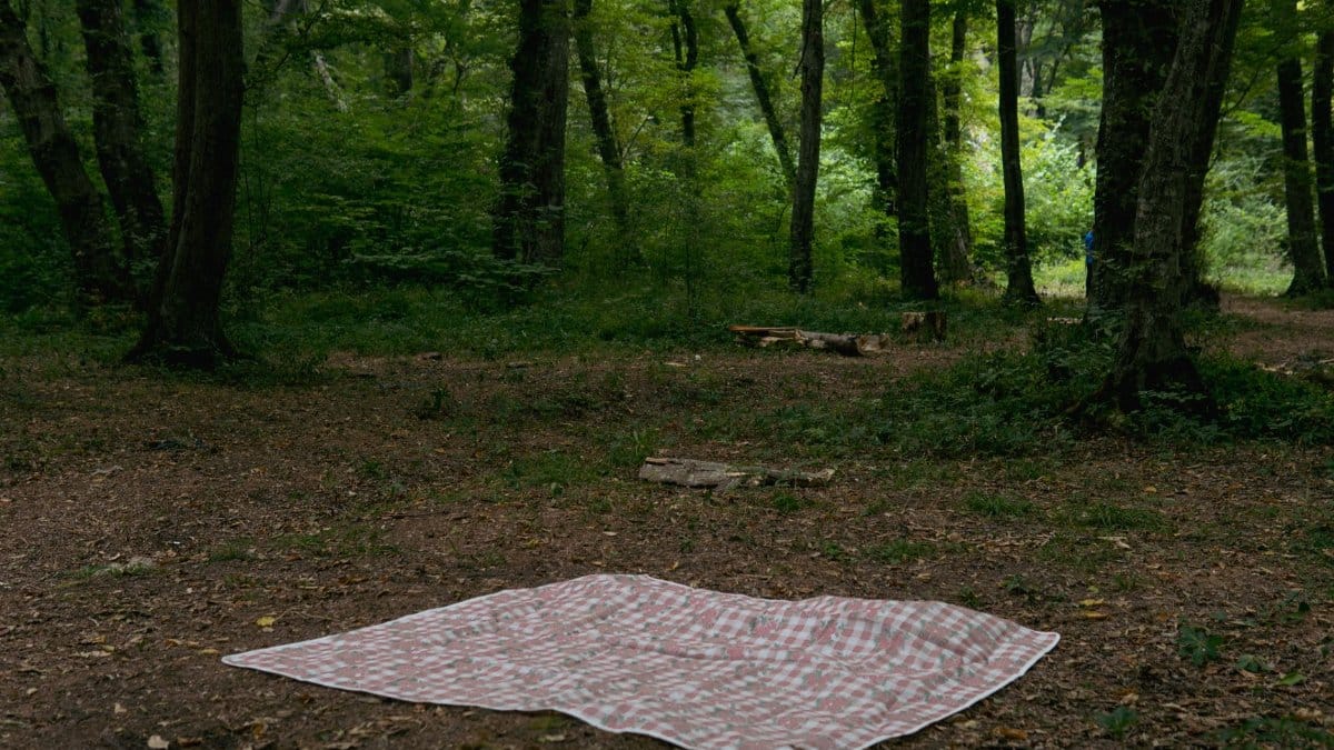 A peaceful forest setting with a picnic blanket on the ground, perfect for relaxation.