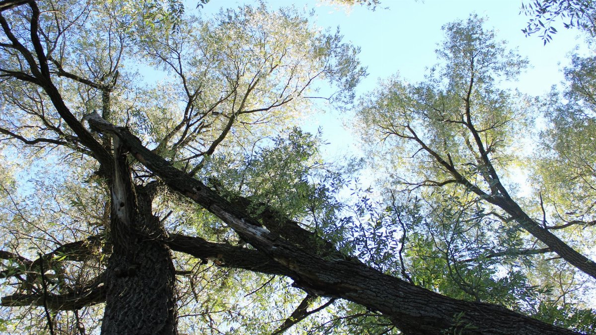 Captivating upward view of willow trees with sunlit leaves against a clear blue sky.