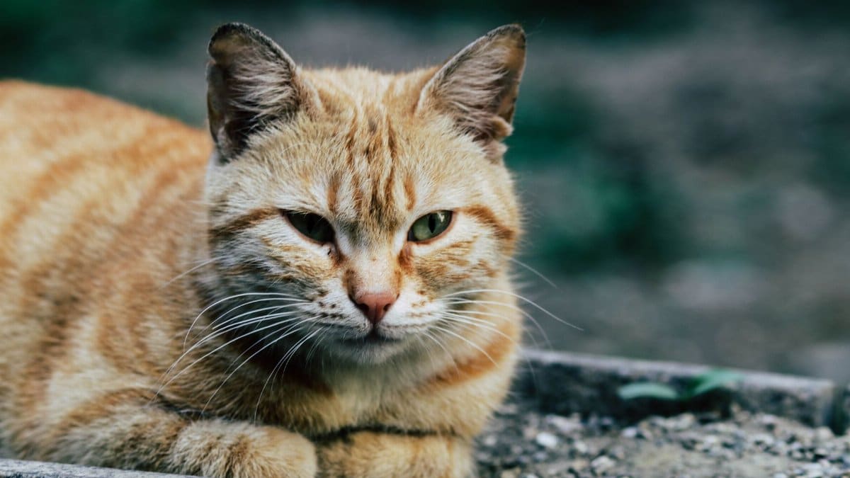 Cute attentive brown cat with thin whiskers looking away while lying on dry terrain