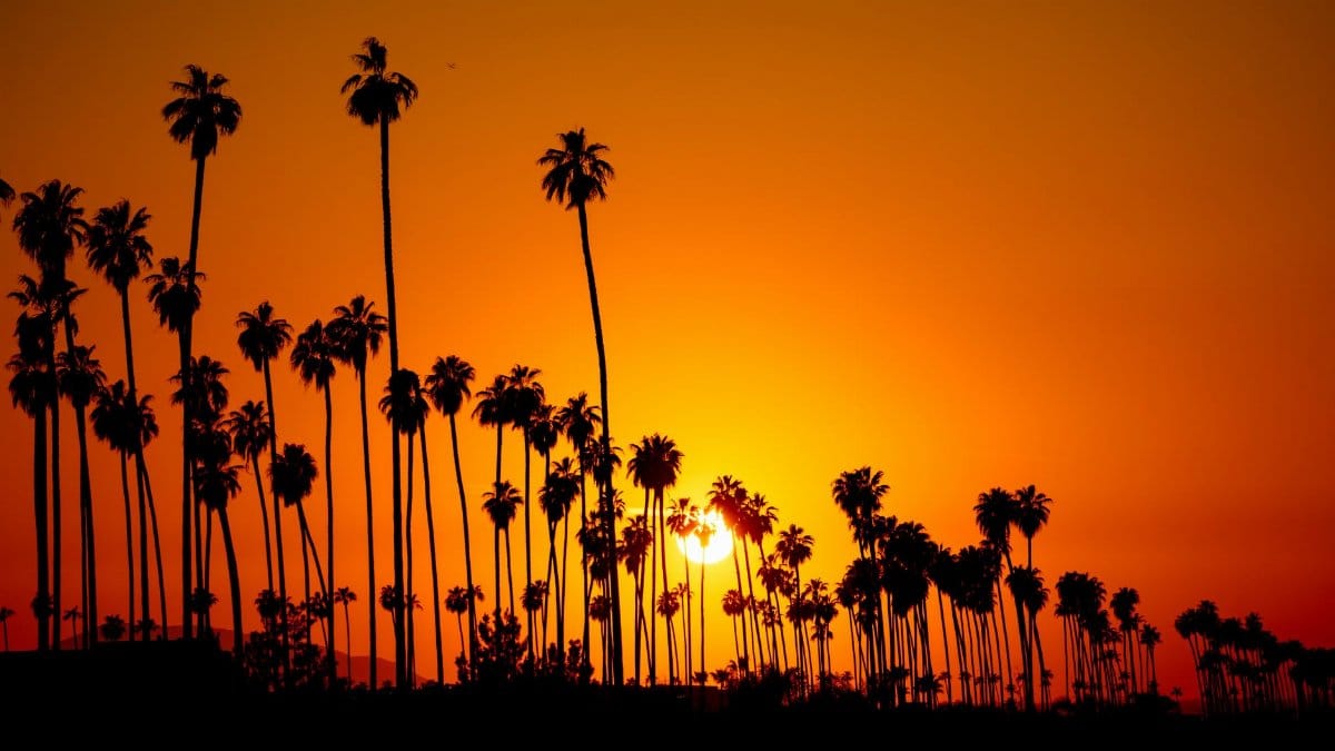 Stunning silhouette of palm trees at sunset in Redlands, California, with a vivid yellow sky.